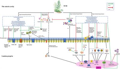 Repairing the intestinal mucosal barrier of traditional Chinese medicine for ulcerative colitis: a review